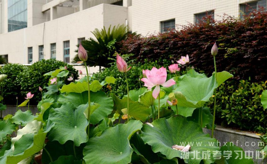 湖北工业大学-校园仲夏